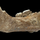 A photo of the Xiahe mandible.